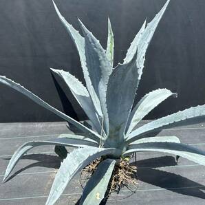 2 Agave americana sp アガベ アメリカーナ 特大株 美株 の画像6