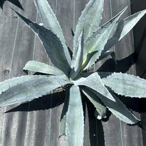 2 Agave americana sp アガベ アメリカーナ 特大株 美株 の画像3