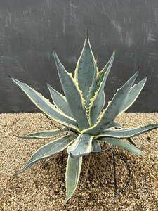 Agave americana 'Marshmallow Cream' アガベ　アメリカーナ　マシュマロクリーム　大株　