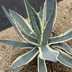 Agave americana 'Marshmallow Cream' アガベ アメリカーナ マシュマロクリーム 大株 の画像6