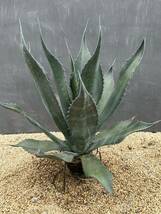 Agave atrovirens var. sigmatophylla アガベ　アトロビレンス　シグマトフィラ　大株　美株 _画像8