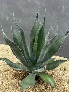 Agave atrovirens var. sigmatophylla アガベ　アトロビレンス　シグマトフィラ　大株　美株 