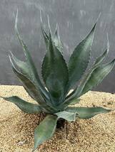 Agave atrovirens var. sigmatophylla アガベ　アトロビレンス　シグマトフィラ　大株　美株 _画像6