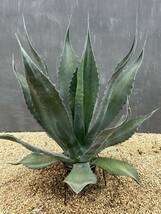 Agave atrovirens var. sigmatophylla アガベ　アトロビレンス　シグマトフィラ　大株　美株 _画像5