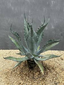 Agave salmiana ssp. crassispina アガベ　サルミアナ　クラッシスピナ　大株　