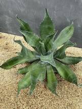 1 Agave salmiana v.feroxCrazy Horse アガベ　サルミアナ　フェロックス　クレイジーホース 美株　特大株　_画像1