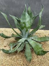 2 Agave salmiana v.feroxCrazy Horse アガベ　サルミアナ　フェロックス　クレイジーホース 美株　特大株　_画像3