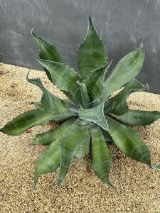 2 Agave salmiana v.feroxCrazy Horse アガベ　サルミアナ　フェロックス　クレイジーホース 美株　特大株　