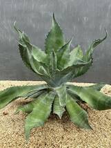 2 Agave salmiana v.feroxCrazy Horse アガベ　サルミアナ　フェロックス　クレイジーホース 美株　特大株　_画像5