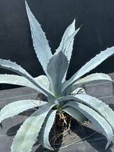 1 Agave americana sp アガベ　アメリカーナ　大株　美株_画像6