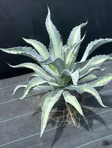 1 Agave americana v.expansa mediopicta pallida アガベ　エクスパンサ　パリーダ　美株　大株　_画像3