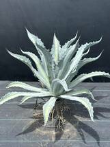 2 Agave americana v.expansa mediopicta pallida アガベ　エクスパンサ　パリーダ　美株　大株　_画像1