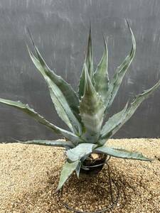 Agajve salmiana v.ferox Blue agave monkey mi hole fe lock s blue large stock beautiful stock 