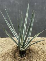 Agave lechuguilla アガベ　レチュギラ　白覆輪　大株　美株 _画像3