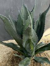 Agave atrovirens var. sigmatophylla アガベ　アトロビレンス　シグマトフィラ　特大株　美株 _画像7