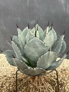 Agave parryi アガベ　パリー　吉祥天　大株　美株 