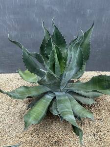 Agave salmiana v.feroxCrazy Horse agave monkey mi hole fe lock sk Lazy hose beautiful stock extra-large stock 