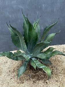 Agave bluebell Giants agave blue bell ja Ian to extra-large stock 