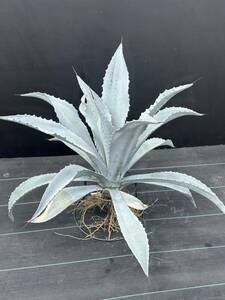 Agave franzosinii agave franc zosi knee large stock beautiful stock genuine . white 