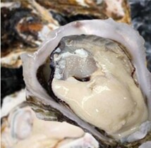 隠岐海士町産 岩牡蠣「春香」LLサイズ（400g以上）5個 約2kg BBQ 焼き肉 誕生日祝 父の日 還暦祝_画像2