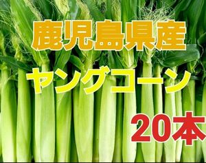 おすすめ期間限定！【鹿児島県産】旬の皮付きヤングコーン20本 おまけ付き