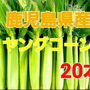 おすすめ期間限定終了間近！【鹿児島県産】旬の皮付きヤングコーン20本 おまけ付き 