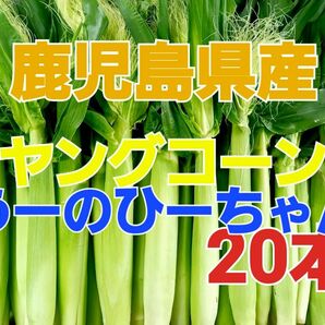 うーのひーちゃん専用 期間限定！【鹿児島県産】旬の皮付きヤングコーン20本 おまけ付き