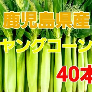 おすすめ期間限定終了間近！【鹿児島県産】旬の皮付きヤングコーン40本 おまけ付き 