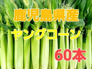 おすすめ期間限定終了間近！【鹿児島県産】旬の皮付きヤングコーン60本 おまけ付き