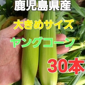 おすすめ【鹿児島県産】期間限定！大きめサイズ旬の皮付きヤングコーン30本