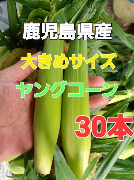 おすすめ期間限定終了間近！【鹿児島県産】 大きめサイズ旬の皮付きヤングコーン30本