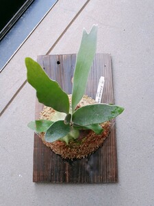 m0065[ Platycerium ] staghorn fern Bay chi- wild!Platycerium veitchii wild Spore