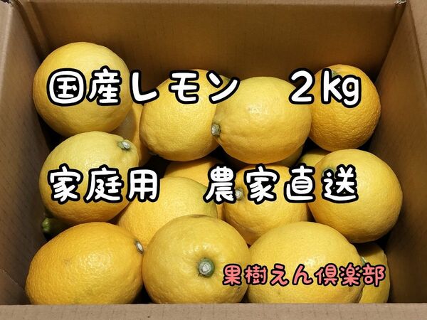 今季最終　国産レモン２kg家庭用　農家直送