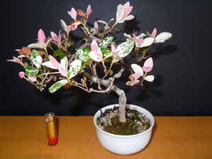 ハツユキカズラ(希少）ミニ盆栽 　１１