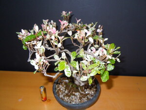 trachelospermum asiaticum ( rare ) mini bonsai 13