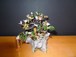  trachelospermum asiaticum ( rare ) mini bonsai 5