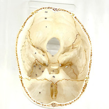 『USED』 頭蓋骨解剖模型 番号付 3分解 人体模型_画像6