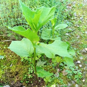 ほおずき（鬼灯）チャイニーズランタン◆ナス科の多年草白い花の後は赤い実が〜