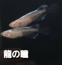 龍の瞳メダカの有精卵50個＋α_画像1