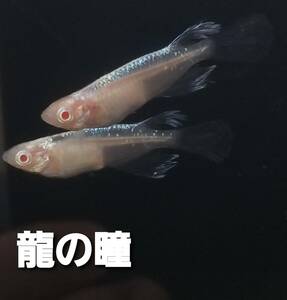 龍の瞳メダカの有精卵50個＋α