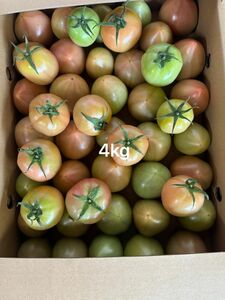 規格外トマト４kg