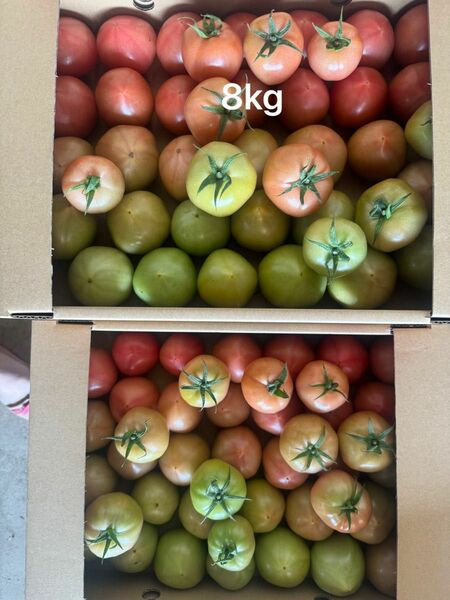 規格外トマト８kg