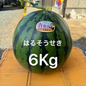 はるそうせき　スイカ6Kg