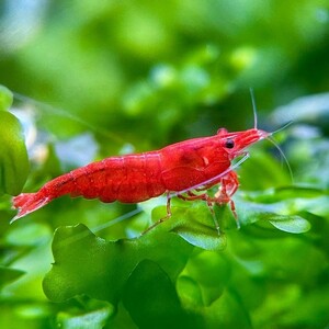 [ Cherry shrimp ] fire - red 10 pcs (+3 pcs service ) § heaven .§