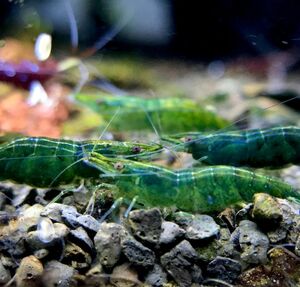 [ Cherry shrimp ] green Jade 10 pcs (+3 pcs service ) § heaven .§