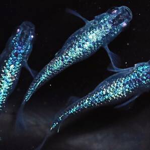 丸長メダカ【 サファイア 強青ラメ サバンナ様血統！ 稚魚！ 】 稚魚 10匹！の画像1