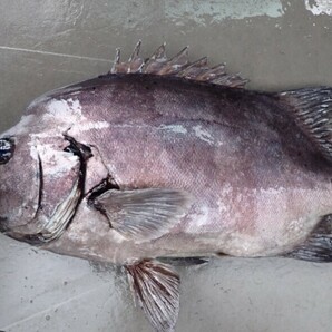 石鯛 石垣鯛  天然 対馬 激安 オススメ 魚 美味しいの画像1
