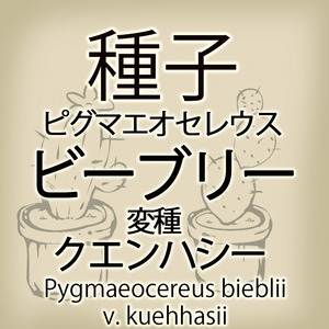 【輸入種子】ピグマエオセレウス・ビーブリー・クエンハシー Pygmaeocereus bieblii v. kuehhasii サボテン 多肉植物(種107-59)