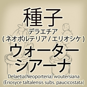 【輸入種子】デラエチア・ウォーターシアーナ Delaetia woutersiana エリオシケ Eriosyce サボテン 多肉植物(種111-22)