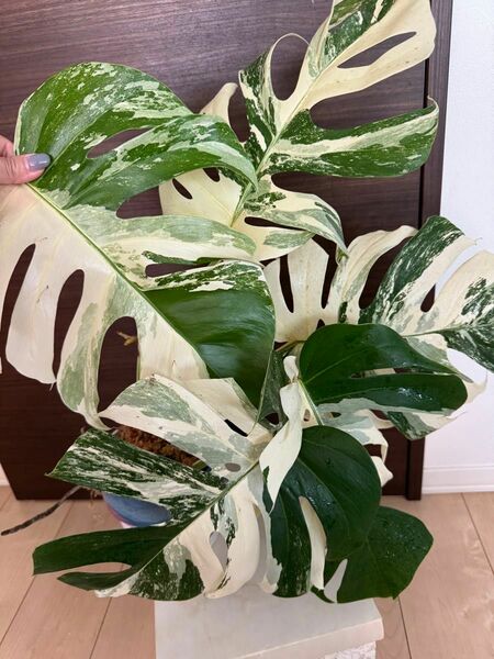 モンステラ Monstera ボルシギアナ アルボ ホワイトタイガー斑入り Borsigiana Albo Variegated